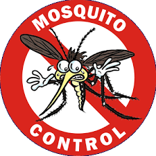 mosquito image