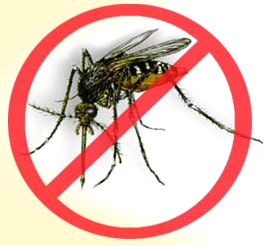 mosquito image 2